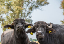 A casa delle bufale felici Le bufale felici