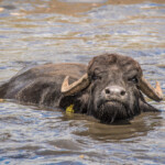 Una bufala a mollo nella piscina
