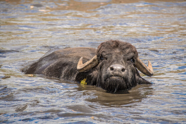 Una bufala a mollo nella piscina