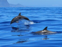 Isola d'Elba_whale watching