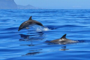 Isola d'Elba_whale watching