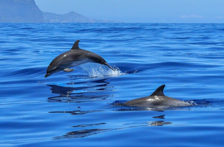 Isola d'Elba_whale watching