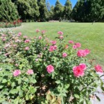 Berna, Rosengarten. Ph. M.Giovenco