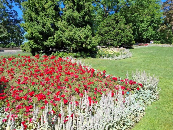 Berna, Rosengarten. Ph. M.Giovenco