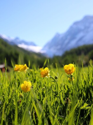 Flower walks_©Lötschental Tourismus