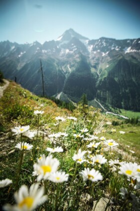 Trenino verde, Flower walks_©Lötschental Tourismus