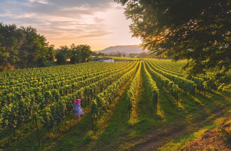 Brescia, viaggio tra vigne e cantine: l’autunno perfetto per l’enoturismo Franciacorta©Visit Brescia - ph Michele Rossetti