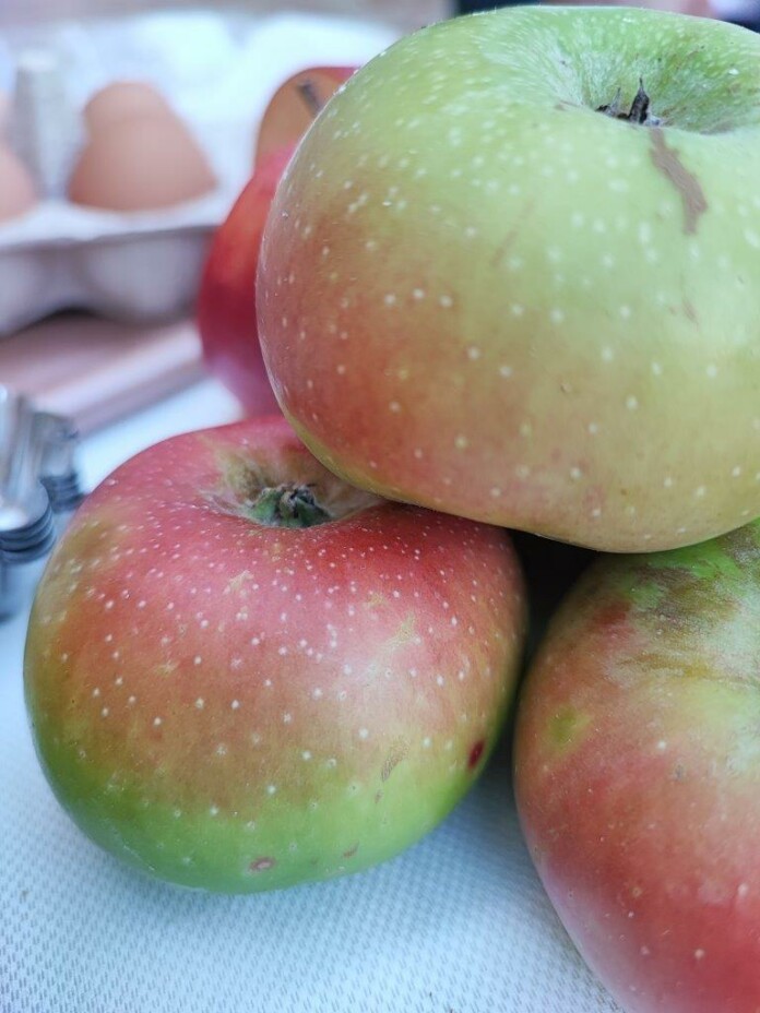 Sibillini in rosa, Tipicità (2) Sibillini in rosa, Tipicità