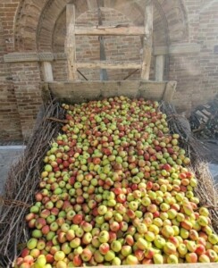 Sibillini in rosa, Tipicità