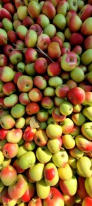 Sibillini in rosa, Tipicità