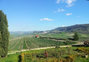 Vigneti Sicilia orientale_Ph. Marco Giovenco