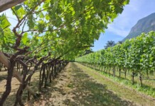 Vino, al via la prima edizione di Fine Italy 2025 Vigneti in Trentino Alto Adige_ph. Marco Giovenco