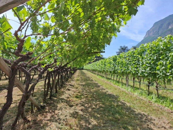 Vigneti in Trentino Alto Adige_ph. Marco Giovenco Vigneti in Trentino Alto Adige_ph. Marco Giovenco