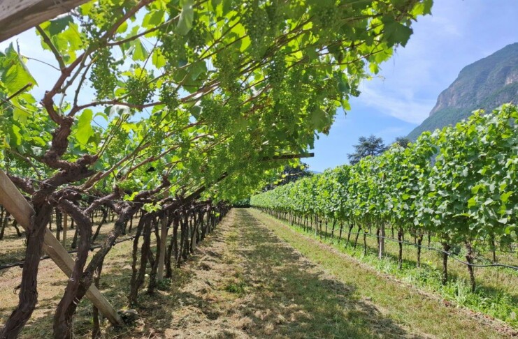 Vigneti in Trentino Alto Adige_ph. Marco Giovenco