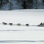 Scuola di sleddog del Passo Tonale