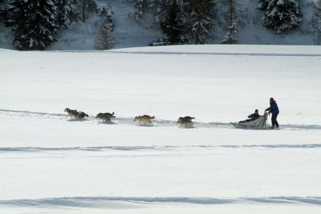 Scuola di sleddog del Passo Tonale