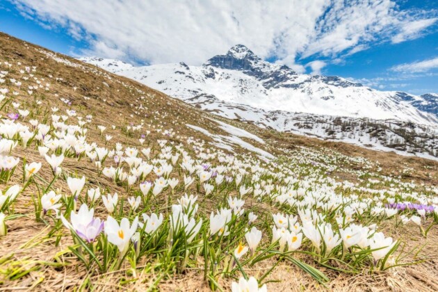 Pizzo Scalino_Valmalenco_Alpe Campagneda_crocus