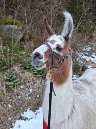 Avvento in Carinzia, il Bergadvent di Mallnitz offre anche il trekking con i Lama, assai apprezzato dai bambini_ph. Marco Giovenco