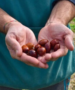 Le giuggiole di Arquà Petrarca, un simbolo della gastronomia locale