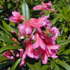 Api con fiore Rododendro