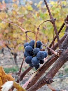 Monferrato, vitigni Vinchio Vaglio_ph. Marco Giovenco