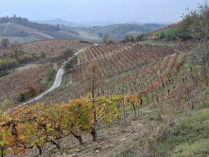 Monferrato, vitigni Vinchio Vaglio_ph. Marco Giovenco