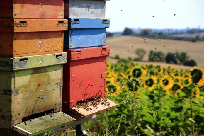 Le Città del Miele, alveari in campo di girasoli