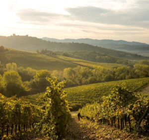 Il paesaggio del Chianti Classico, disegnato dalla mano dei viticoltori. Qui siamo a Gaiole, nei vigneti di Castello di Meleto (credit ph. Gheusis)