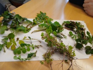 Visit Zoncolan_erbe spontanee