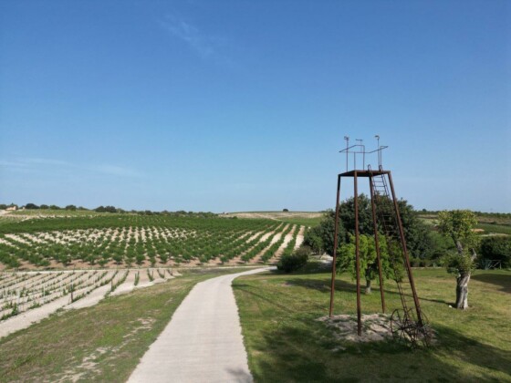 Cantina Planeta, Assovini Sicilia. Ph. Planeta