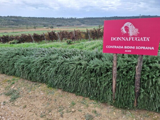 Donnafugata, Assovini Sicilia, Ph. Marco Giovenco