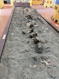 Lo scheletro di un cetaceo preistorico al Museo dei Cicli Geologici di Allerona