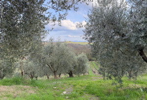 Argillae ulivi vigneto storico