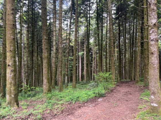 Ciclovia dei parchi della Calabria, Parco Serre, ph. Denis Falconieri