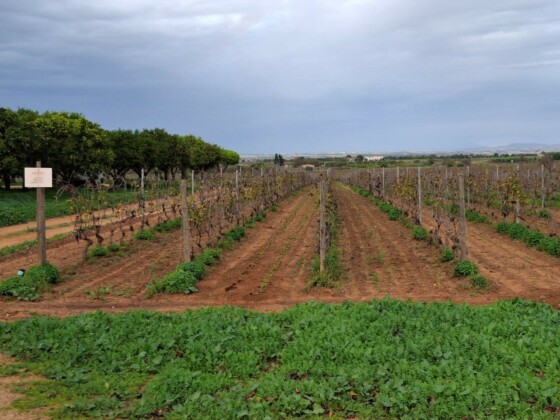 Santa Tresa, Assovini Sicilia, Ph. Marco Giovenco