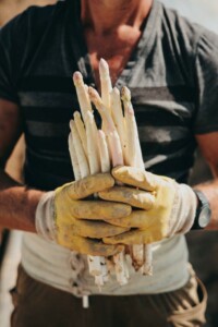 Spargelernte © Dimitri Dell_#heimat Schwarzwald