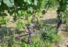 Oltre Roma 2026: il Lazio del gusto si racconta a Isola del Liri Vite_ph. Marco Giovenco