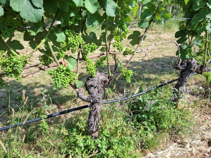 Vite_ph. Marco Giovenco Vite_ph. Marco Giovenco