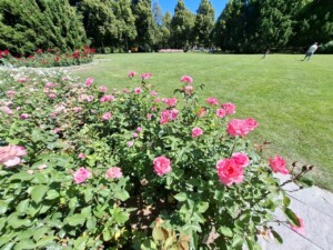 Berna, Giardino delle Rose, foto Marco Giovenco