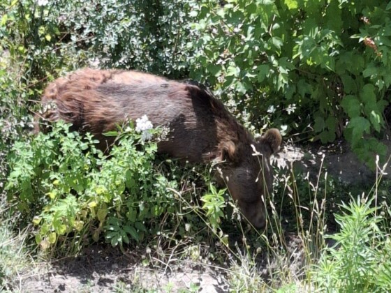 Berna,orso, foto Marco Giovenco