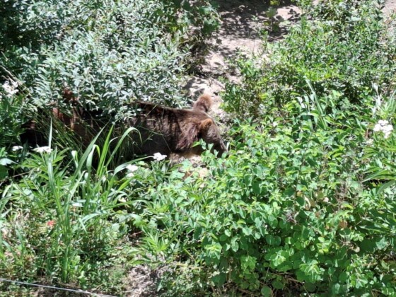 Berna,orso, foto Marco Giovenco