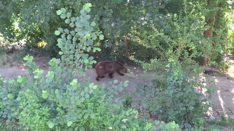 Berna,orso, foto Marco Giovenco