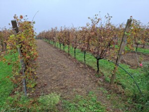 Conegliano Valdobbiadene, foto Marco Giovenco
