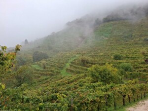Conegliano Valdobbiadene, le colline del Prosecco, foto Marco Giovenco