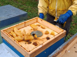 Conegliano Valdobbiadene, progetto Eno-bee, foto Marco Giovenco