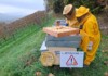 Come api sul… vino Conegliano Valdobbiadene, progetto Eno-bee, foto Marco Giovenco