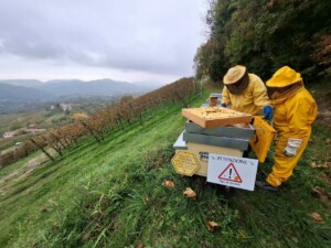 Conegliano Valdobbiadene, progetto Eno-bee, foto Marco Giovenco