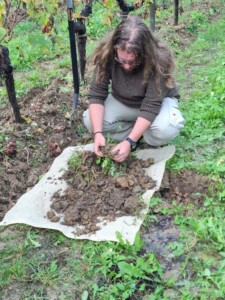 Conegliano Valdobbiadene, ricercatori progetto Carbovit, foto Marco Giovenco