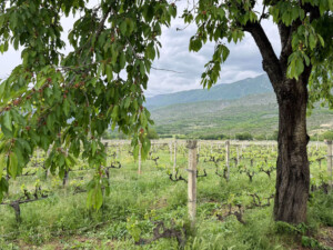 ciliegio-vigne-Cataldi-Madonna
