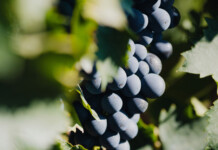 Cataldi Madonna, l’idea che si fa calice cataldi-madonna-grappolo-montepulciano